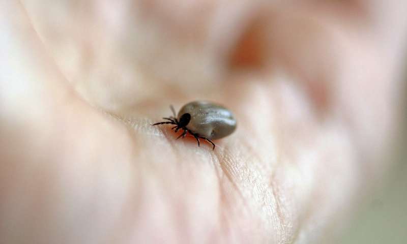 Mouse, not just tick: New genome heralds change in Lyme disease fight – The Health information